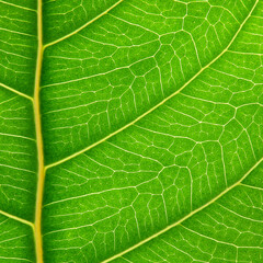 close up green leaf texture ( bodhi leaf )