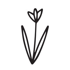 Vector doodle tulip flower illustration. Hand drawn tulip sketch