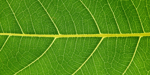 close up detail of green leaf of Breadfruit ( Artocarpus altilis (Parkinson ex F.A.Zorn) Fosberg. )