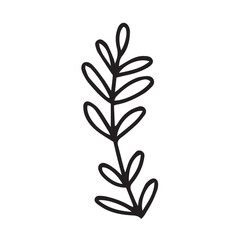 Vector hand drawn plant with leaves doodle illustration. Cute vector herb sketch