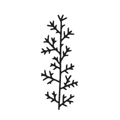 Vector winter herb doodle illustration