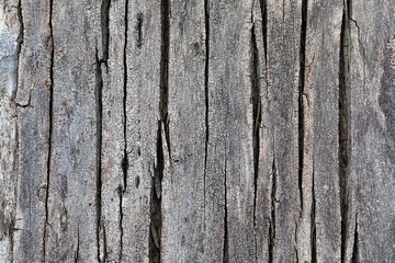 Tree bark texture . Nature background. Background and texture.