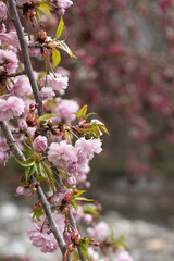 Cherry Blossoms Close-Up
