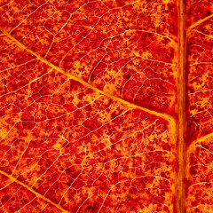 close up red autumn leaf of Sea almond ( Terminalia catappa L. ) - 590497068