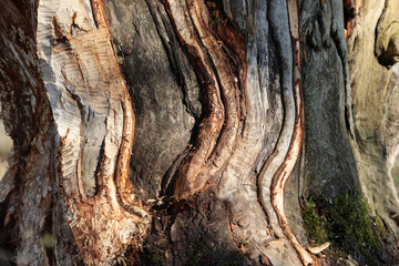 Massive beaver damage in trees with bitemarks where the animal is chewing the bark off, Augsburg district, Bavaria, Germany, river Lech