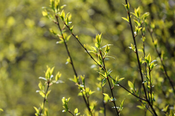 Obraz premium Beautiful fresh spring green, leaves are starting to grow on branches of a bush outdoor in nature in April