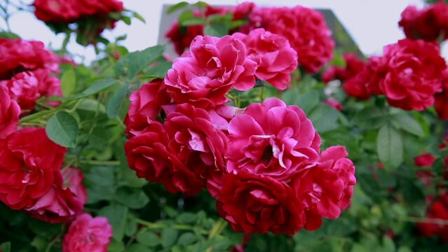 Beautiful fresh roses in nature. Natural background, large inflorescence of roses on a garden bush.