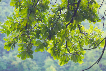 Wet green oak leaves after rain. Drops of water or rain fall on the leaves.