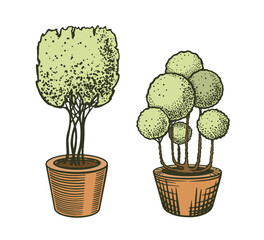 The sketch is hand-drawn with two tub plants, the bonsai is geometrically lean. Garden art. Vector.
