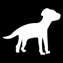 White dog on black background suitable for copy space 