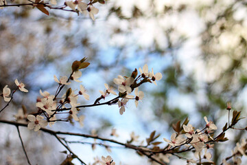 spring in the park