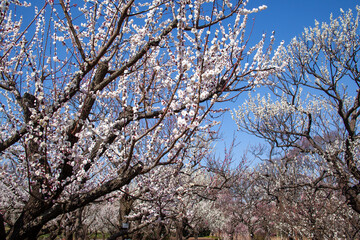青空に映える白梅｜府中市郷土の森公園
