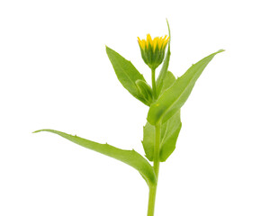 Fototapeta premium Field marigold isolated on white background, Calendula arvensis