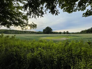 landscape with trees