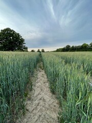 Obraz premium a road in a wheat field