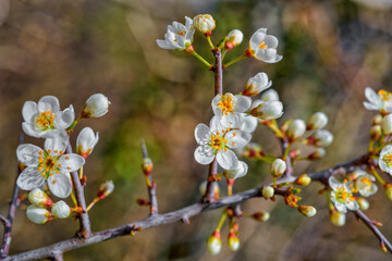 arbre en fleurs au printemps