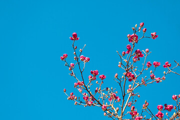 Pink blossoming magnolia flower on magnolia tree in springtime against blue sky