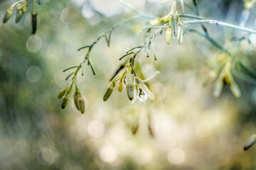 Flowering blooming grass, bokeh background 
