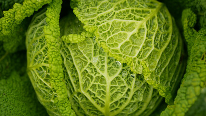 Field Savoy cabbage farm bio detail leaves leaf heads Brassica oleracea sabauda close-up land root crop vegetable plantation farming harvest cultivated garden stem head growing Europe