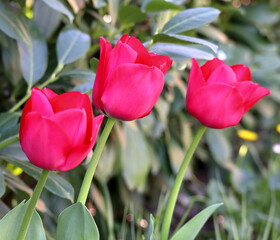 Naklejka premium Tulipani rossi nel giardino