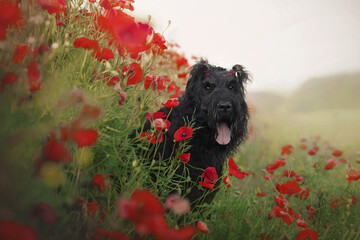 black russian terrier dog in red poppy field at dawn