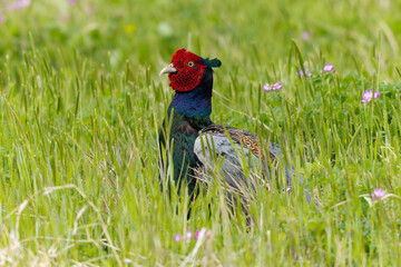 背の高い草に埋もれるキジの雄