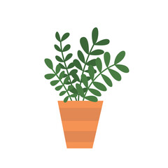 Vector house plant flat style illustration. Money tree plant in pot isolated
