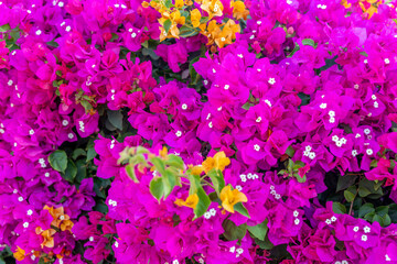 Fototapeta na wymiar Pink bougainvillea flowers wall for background.