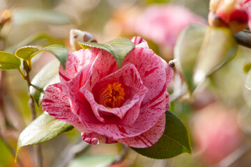 椿の花咲く