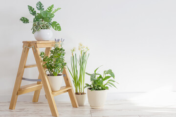 house plants on wooden ladder indoor - obrazy, fototapety, plakaty