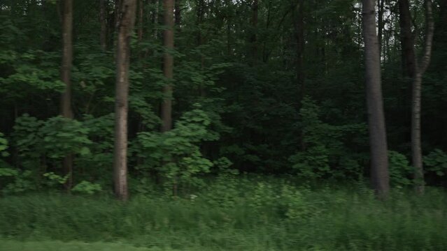 Slow motion driving plate side view of mixed forest in summer with some shake and bumps