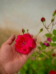 hand with flower 