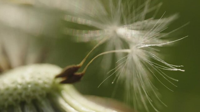Close-up of the fluff of dandelion in the garden. Blurry background