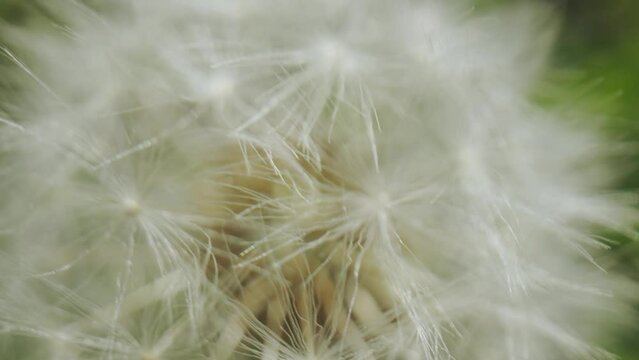 Dandelion seeds in the garden. Close-up shot of dandelion's head against bright green grass. 4K