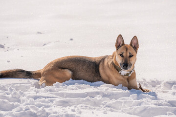 Big red dog playing on a sunny day