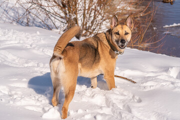 Big red dog playing on a sunny day