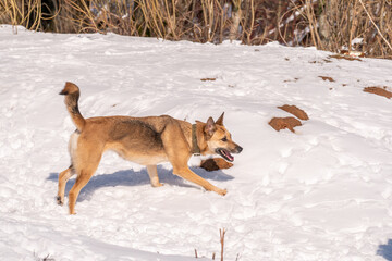 Big red dog playing on a sunny day