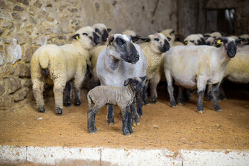 view of a herd of sheep in a stable