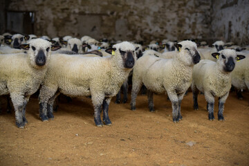 view of a herd of sheep in a stable