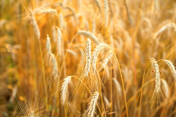 Fototapeta premium Yellow wheat background design. Golden spikelets of wheat in the field at sunset. Agricultural concept. Harvest nature growth. Closeup
