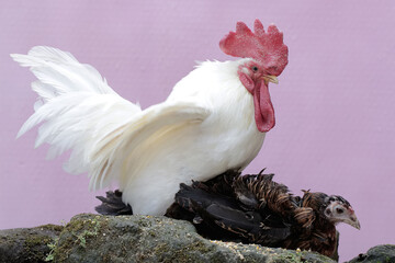A hen and a rooster ready to mate on a rock overgrown with moss. Animals that are cultivated for...