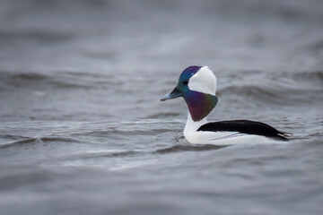the male Bufflehead duck with its rainbow colors on the head