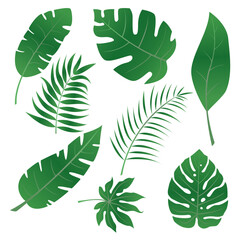 
tropical leaves, leaves, forest, tropics, jungle