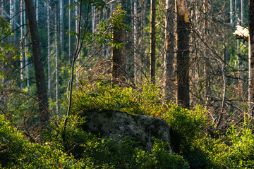 Obraz premium Borowina w TPN