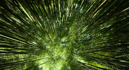 bamboo forest - fresh bamboo background
