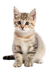 scottish fold cat isolated on transparent background