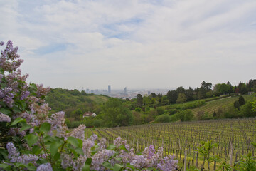 In the vineyards of Vienna. In the background you can see the skyline of Vienna and also the Danube