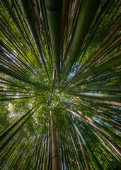 Obraz na płótnie Canvas bamboo forest - fresh bamboo background