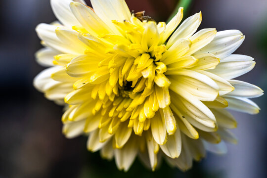 White and yellow chrysanthemum opening up Sandwich. Beautiful Chrysanthemums flowers blooming in garden at spring day. Cape Cod, Massachusetts