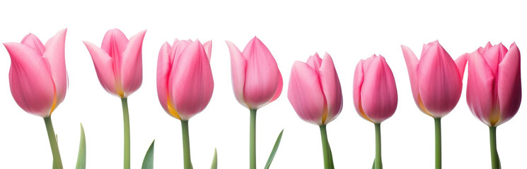 Fototapeta premium Mother day banner. Pink tulips in a row isolated on transparent background. Women' s day, Spring. PNG, Generative AI